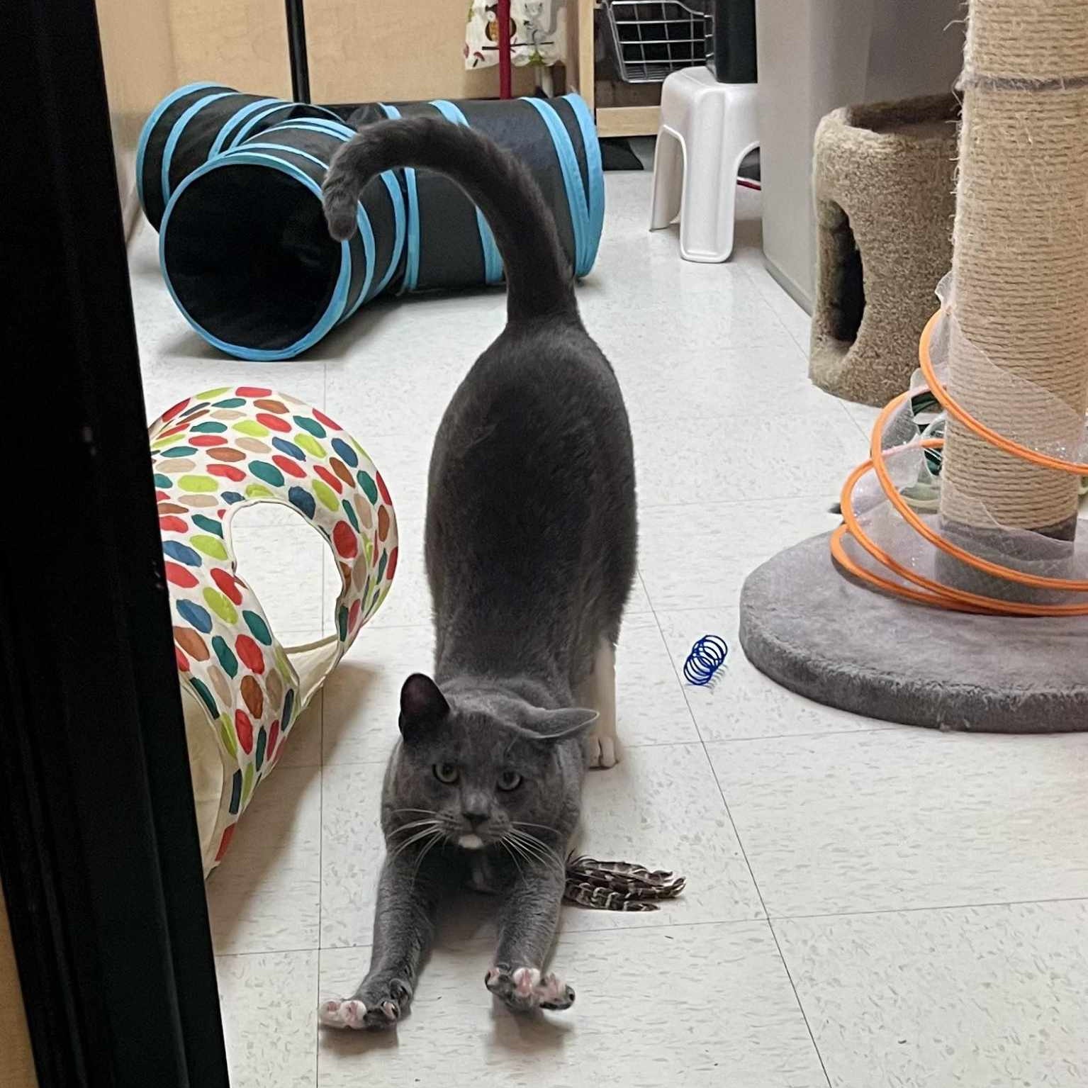 Oliver, a Adopted Domestic Short Hair in Hamlin, NY image 4/6