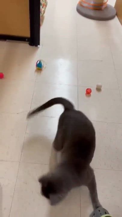 Enlarge Oliver, a Adopted Domestic Short Hair in Hamlin, NY video 2/6