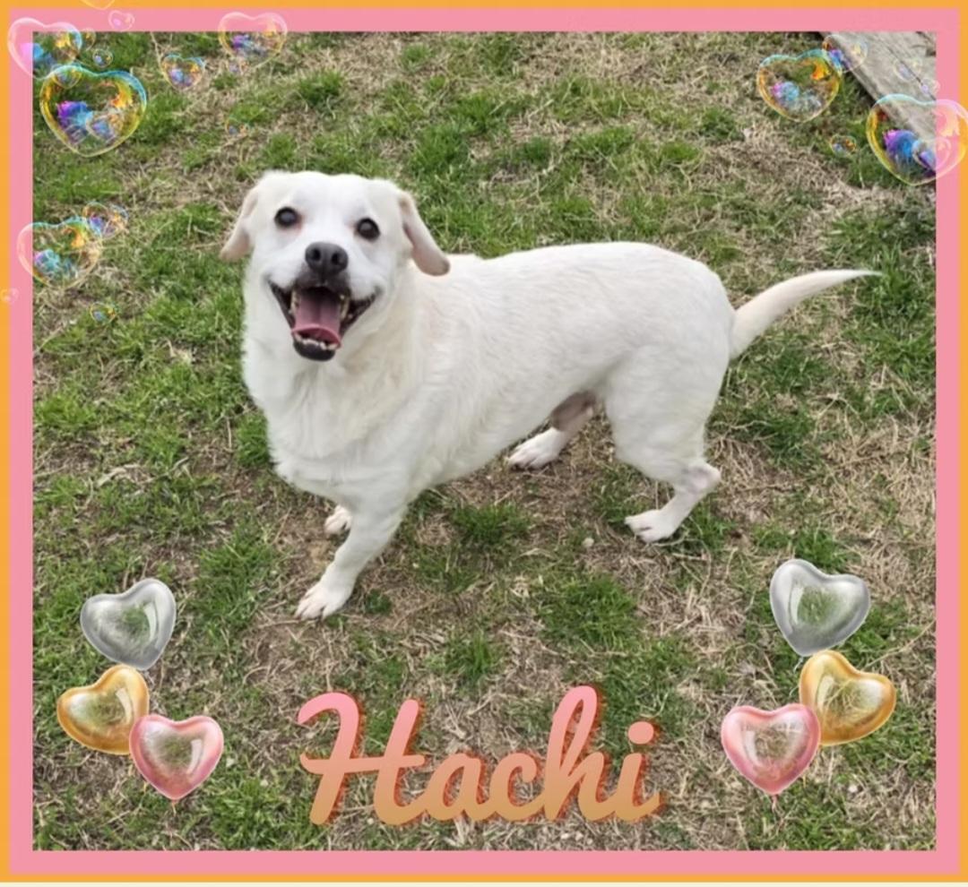 Enlarge Hachi, a Adoptable mixed breed in Hughesville, MD image 1/1