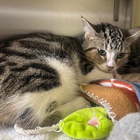 Leon, ADOPTABLE, Adult Male Extra-Toes Cat / Hemingway Polydactyl.
