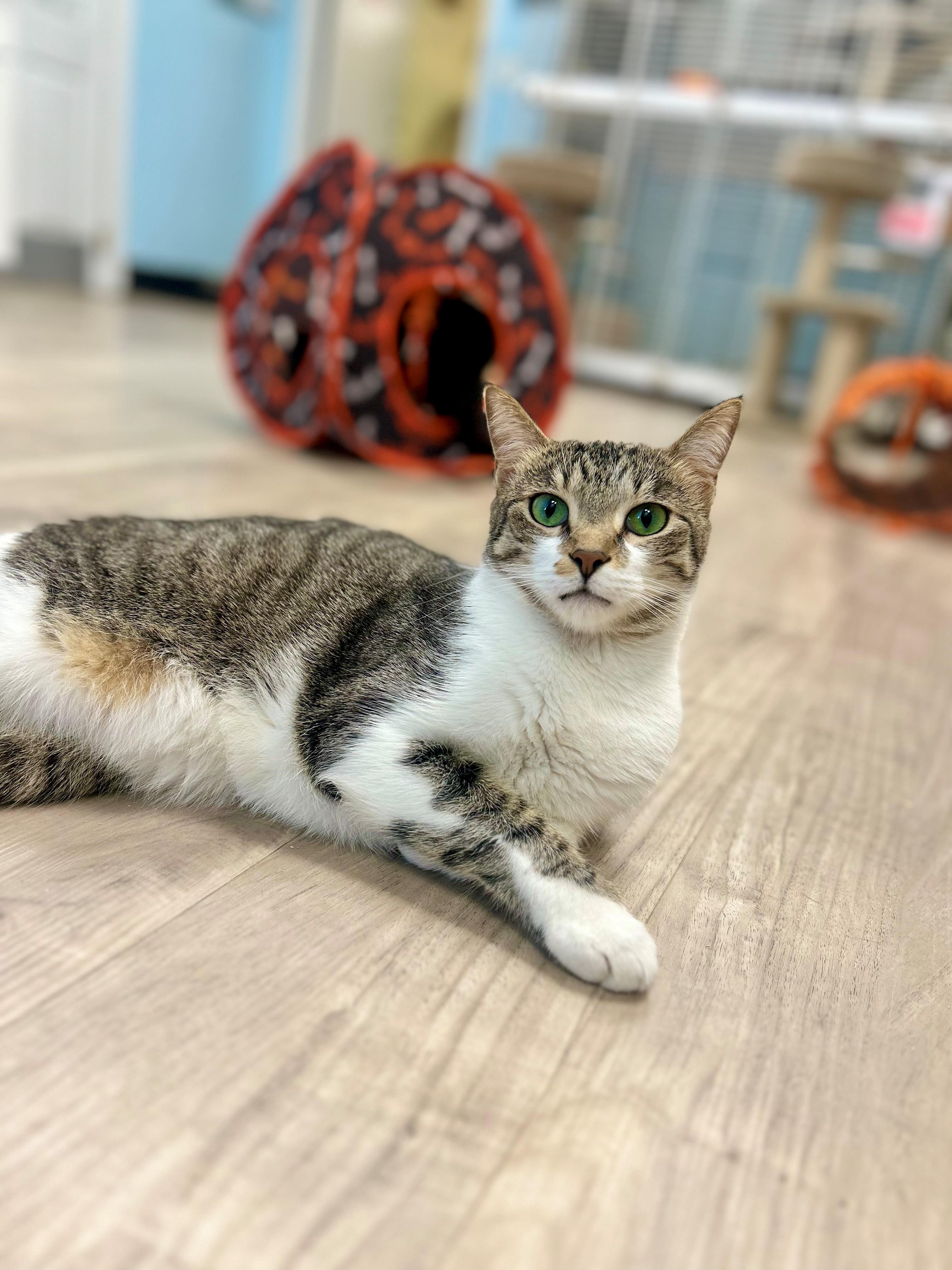 Leon, Adopted, Adult Male Extra-Toes Cat / Hemingway Polydactyl.