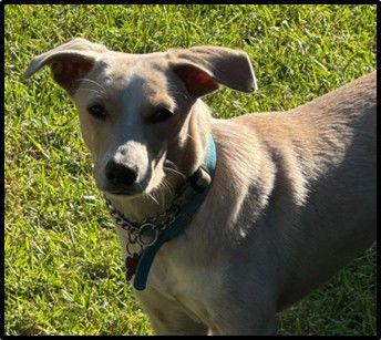 Indigo, Adoptable, Young Male Chihuahua & Terrier.