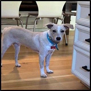 Enlarge Indigo, a Adoptable mixed breed in San Diego, CA image 2/3