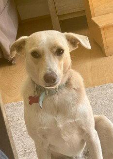 Indigo, Adoptable, Young Male Chihuahua & Terrier.