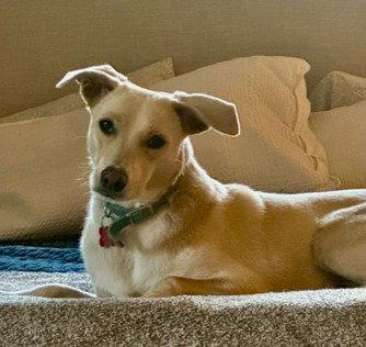 Enlarge Indigo, a Adoptable mixed breed in San Diego, CA image 2/3