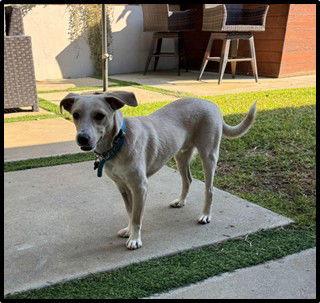 Enlarge Indigo, a Adoptable mixed breed in San Diego, CA image 3/3