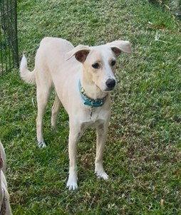 Enlarge Indigo, a Adoptable mixed breed in San Diego, CA image 3/3