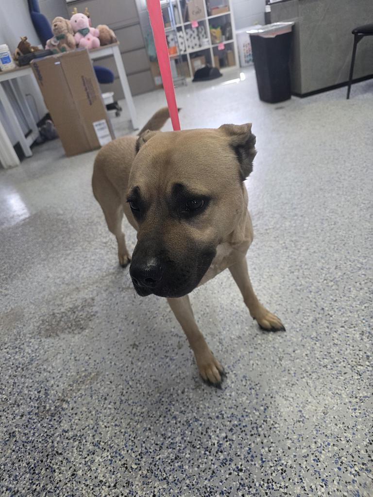 Mimi, Adoptable, Young Female Pit Bull Terrier.