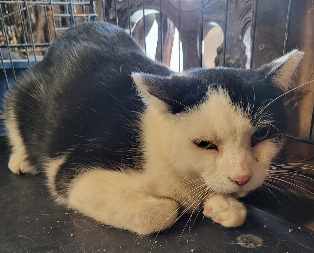 Mr Moo, Adoptable, Adult Male Domestic Short Hair.