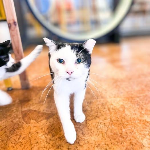 Enlarge Mr Moo, a Adoptable mixed breed in St. Louis, MO image 5/6