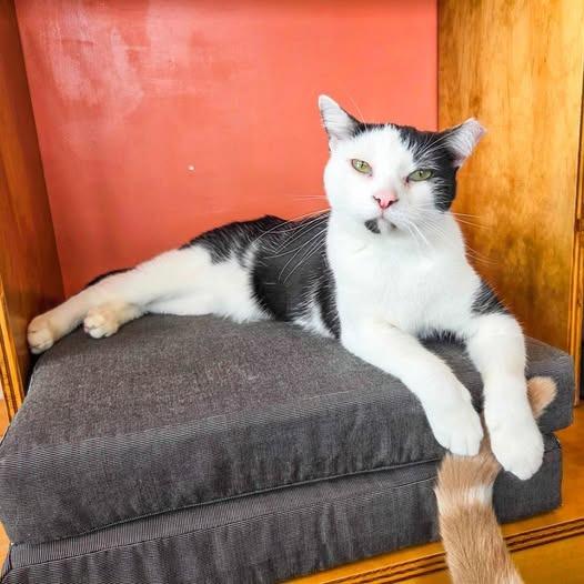 Enlarge Mr Moo, a Adoptable mixed breed in St. Louis, MO image 5/5