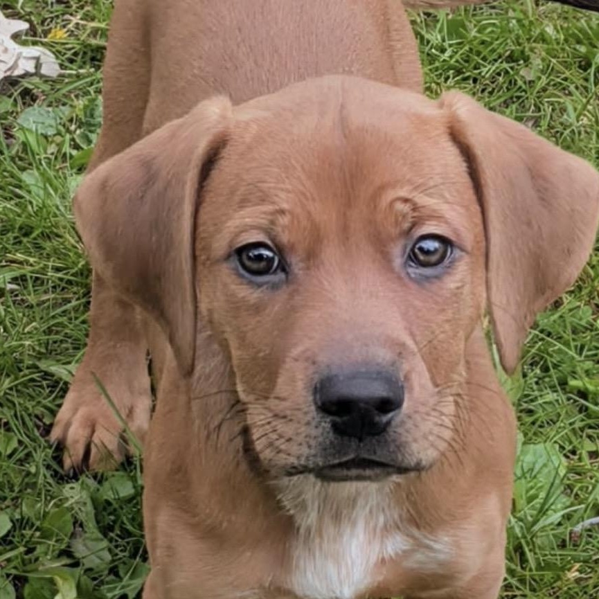Copper, a ADOPTABLE mixed breed in Westland, MI image 1/3