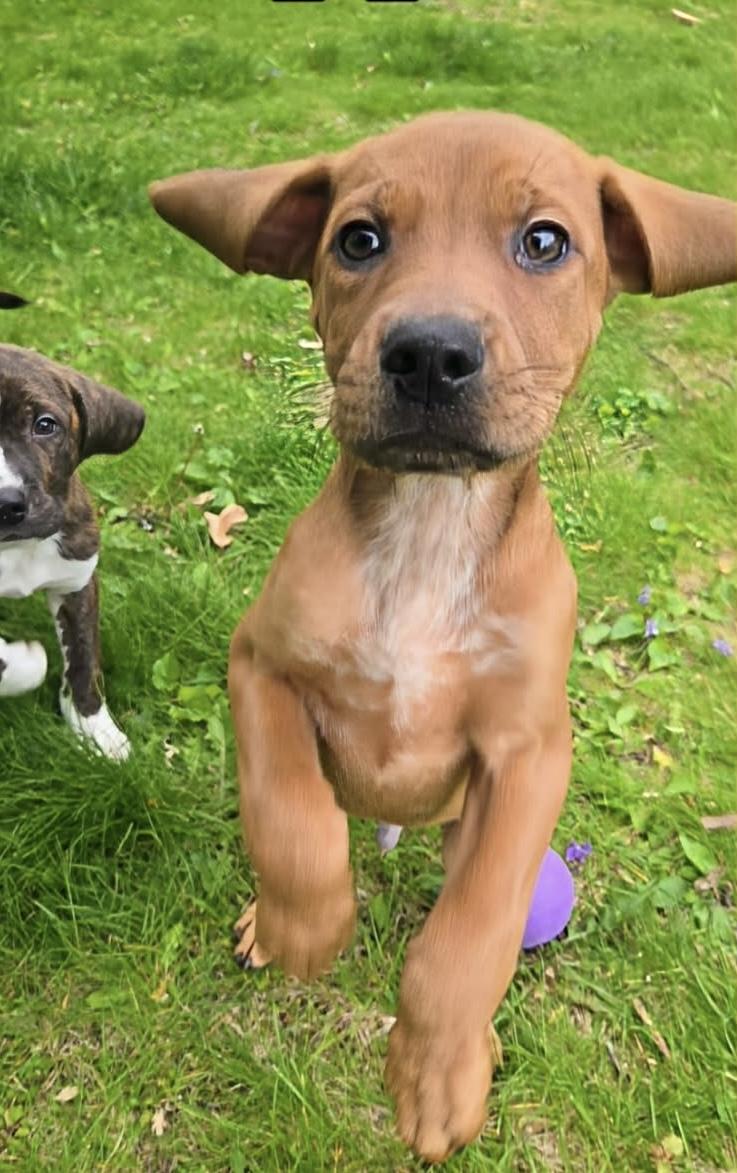 Copper, a ADOPTABLE mixed breed in Westland, MI image 3/3