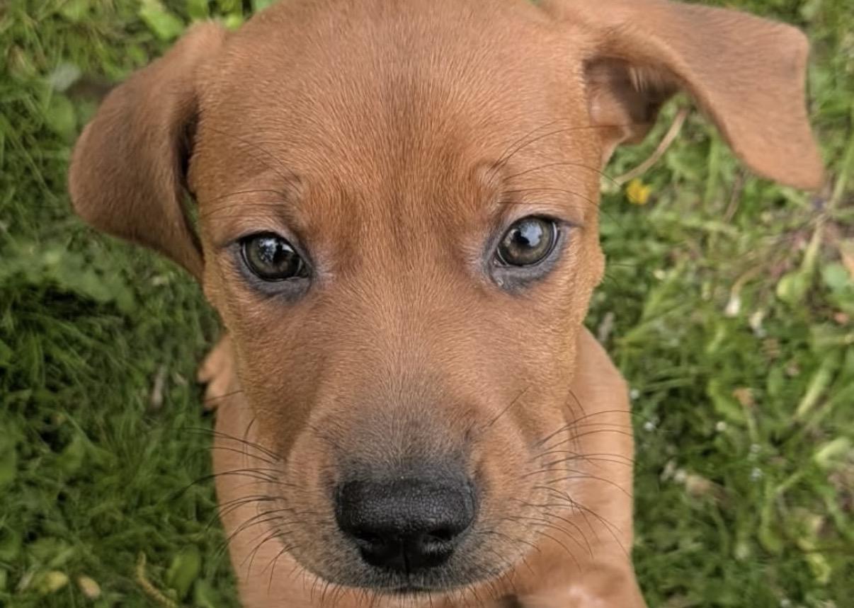 Copper, a ADOPTABLE mixed breed in Westland, MI image 2/3
