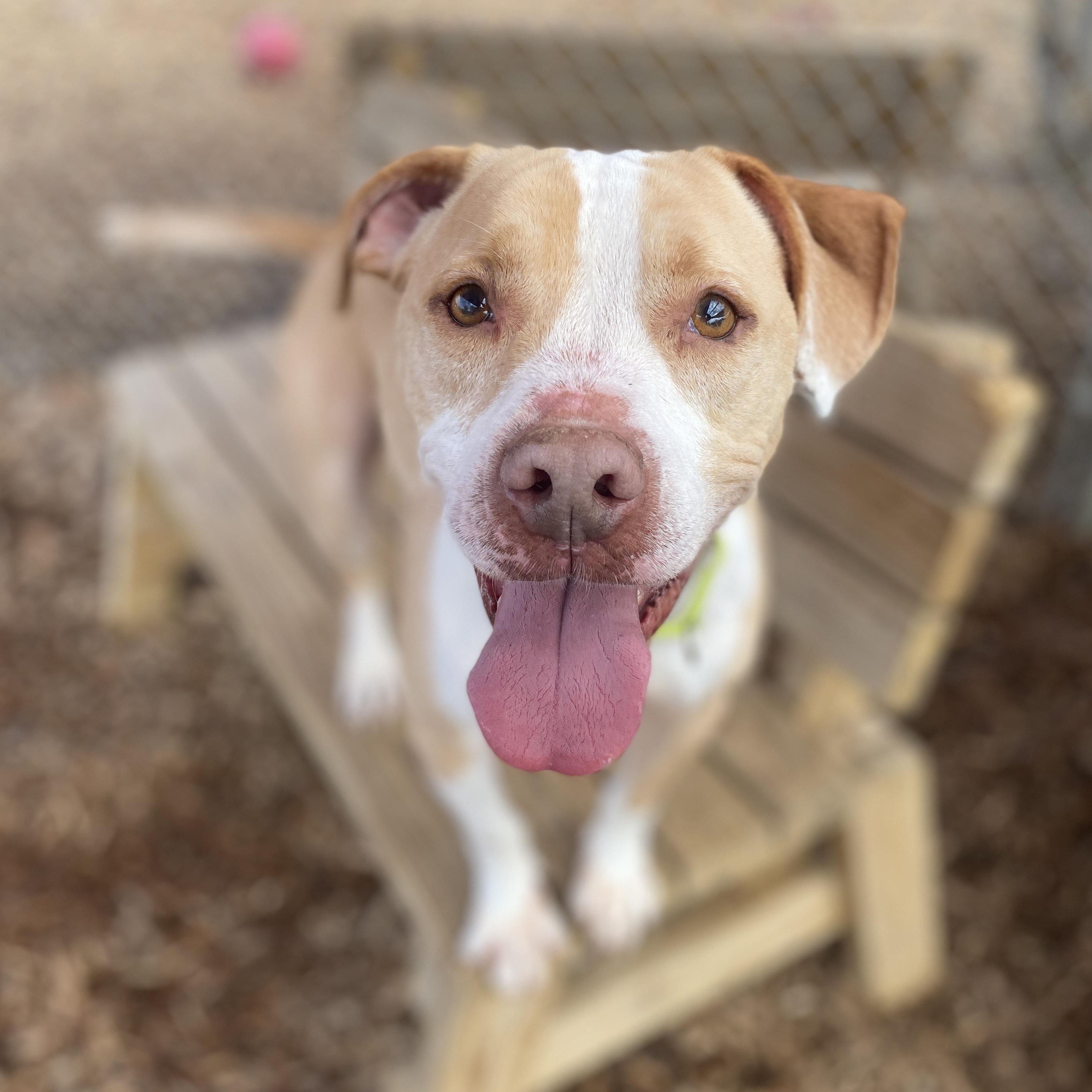 Enlarge Basil, a Adoptable Mixed Breed in Elyria, OH image 2/6