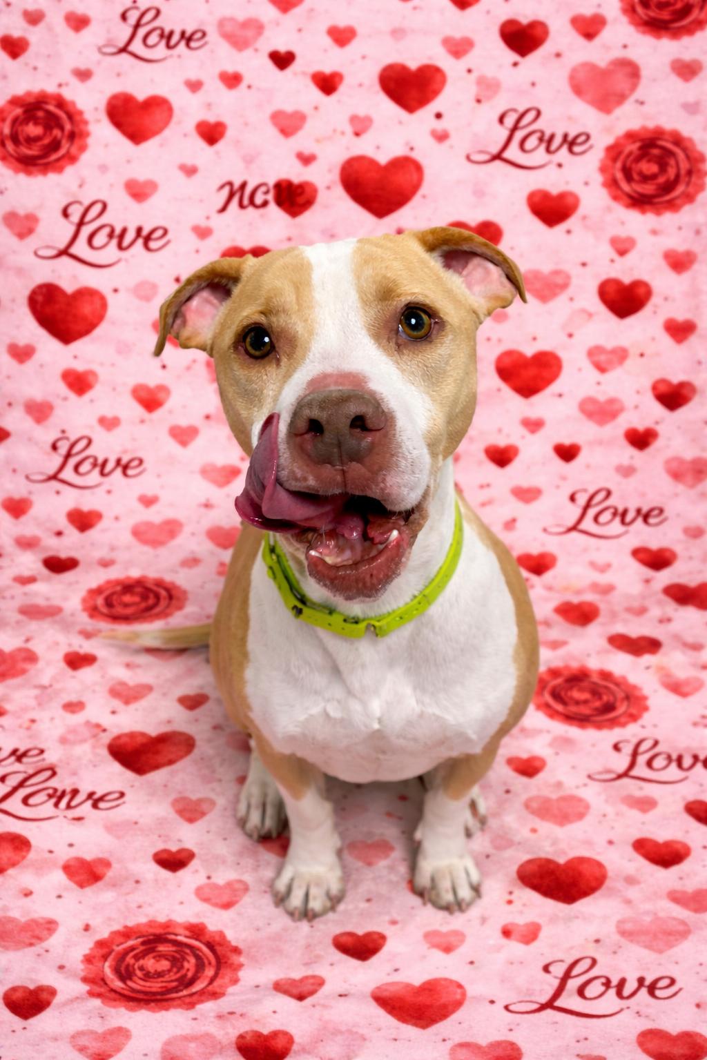 Enlarge Basil, a Adoptable Mixed Breed in Elyria, OH image 4/6