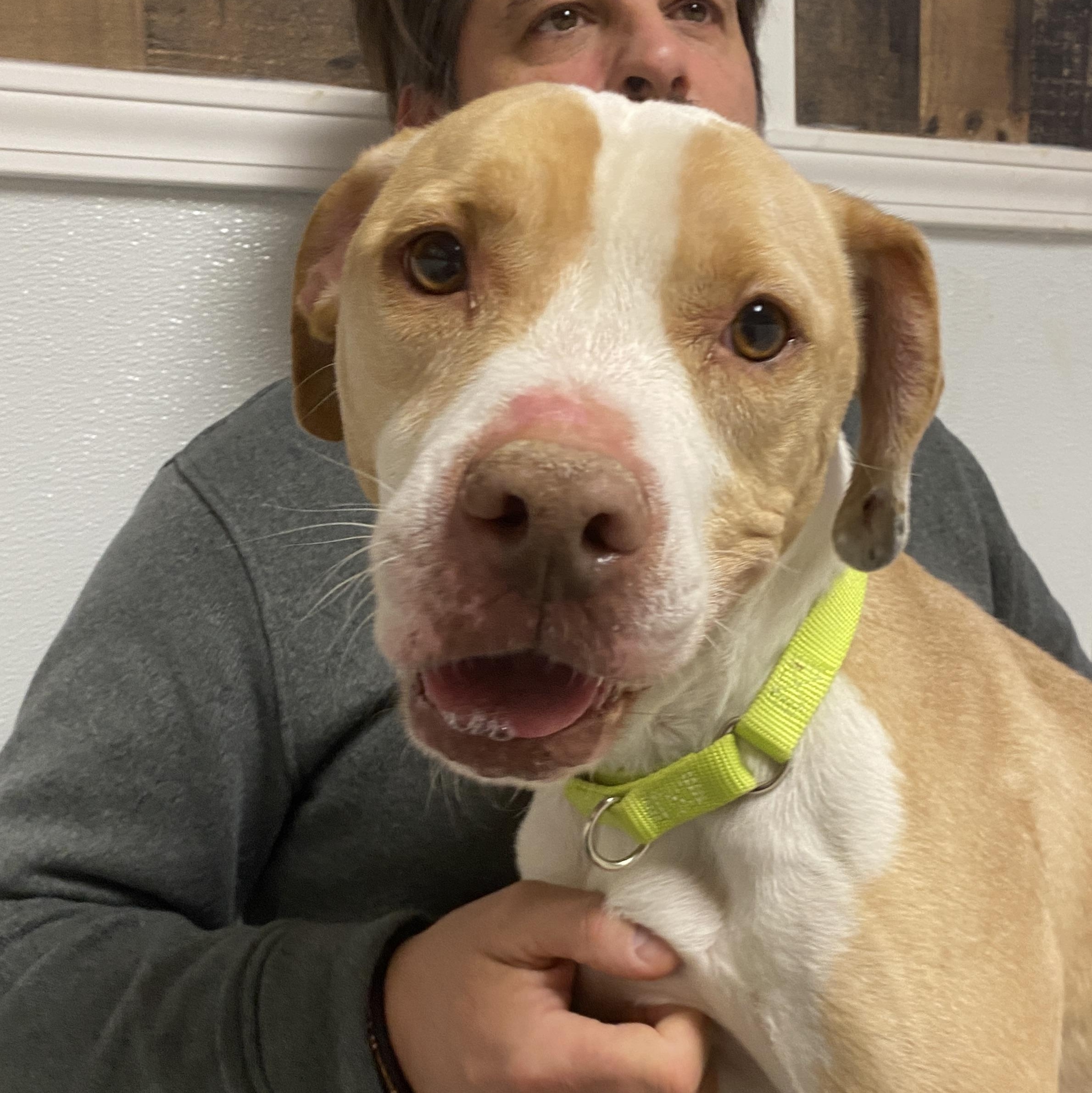 Enlarge Basil, a Adoptable Mixed Breed in Elyria, OH image 3/6