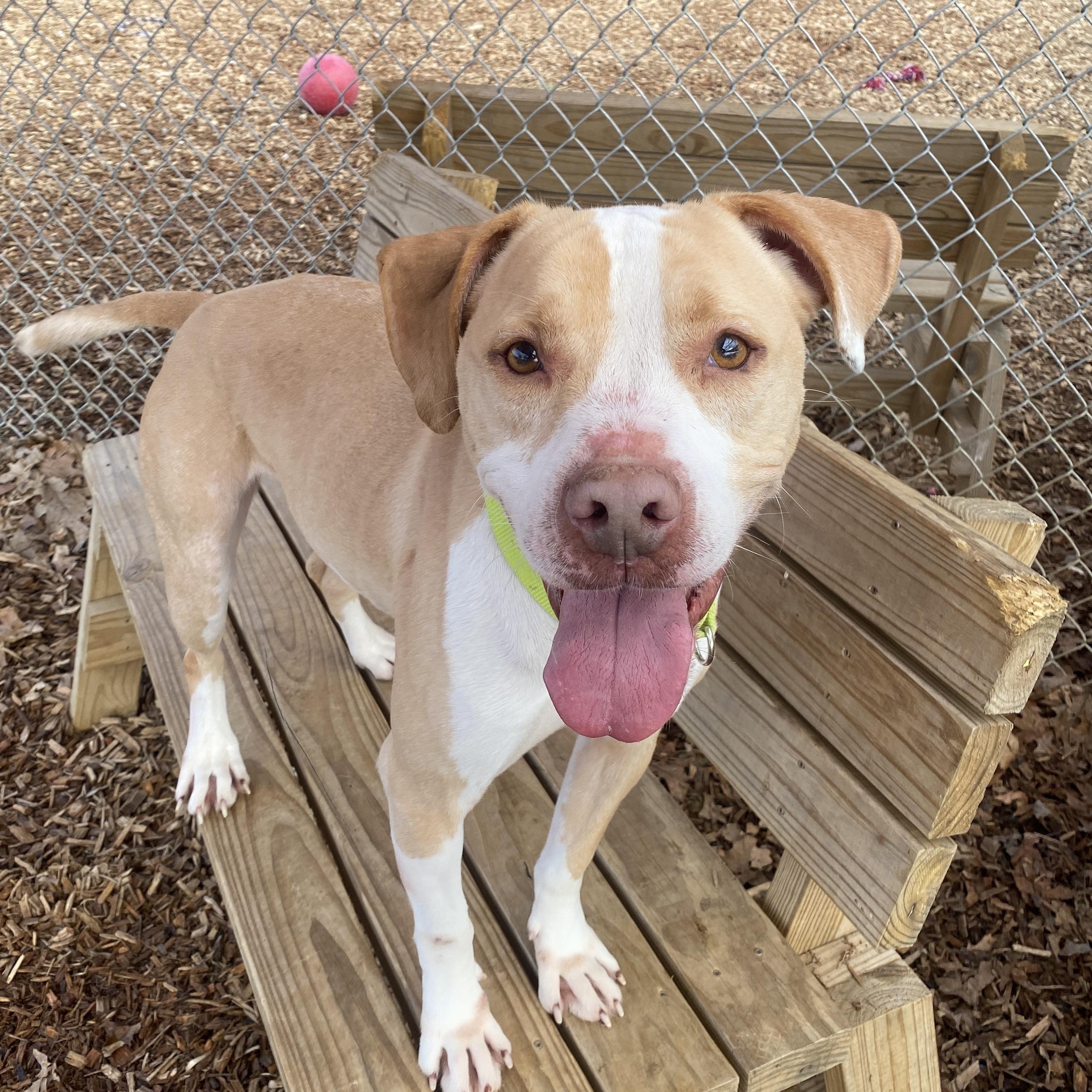 Basil, Adoptable, Adult Male Mixed Breed.