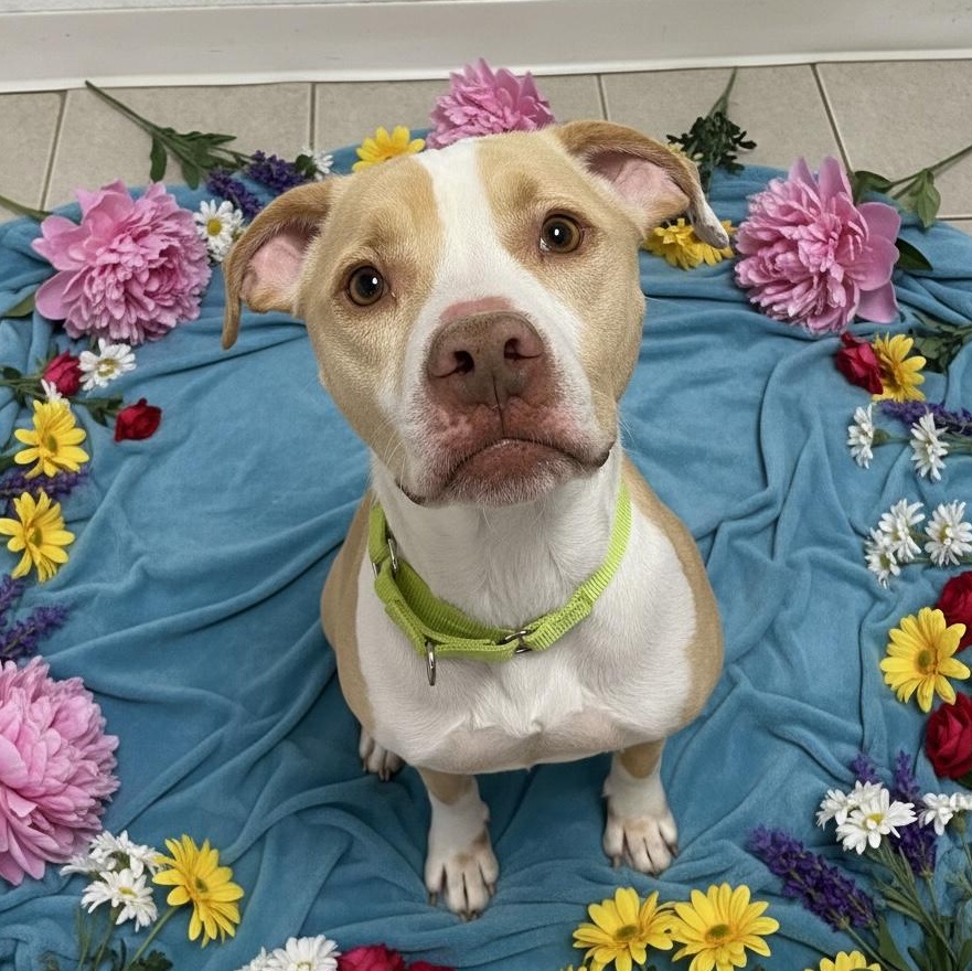 Basil, Adoptable, Adult Male Mixed Breed.