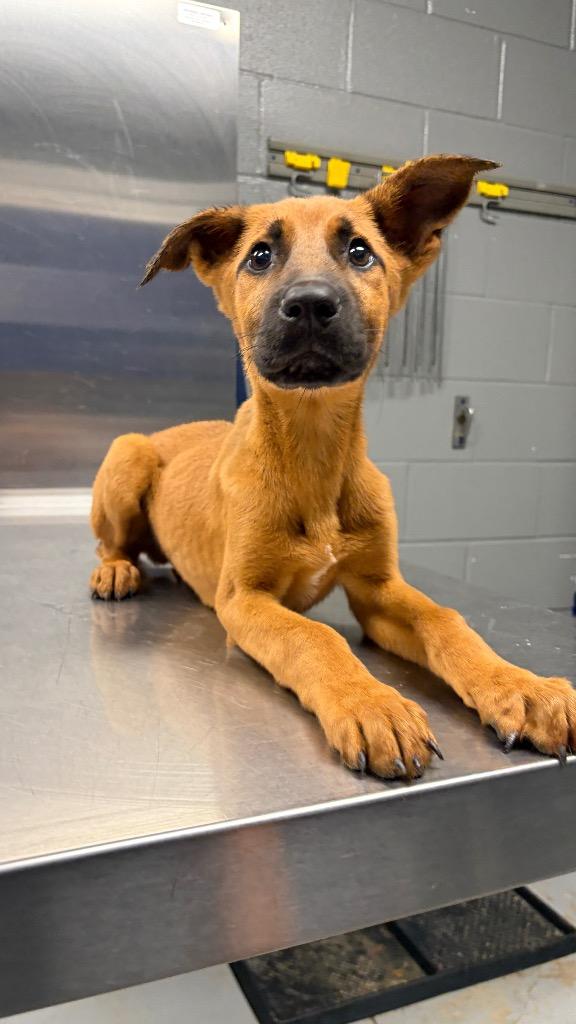 Flip, Adoptable, Puppy Male Black Mouth Cur.