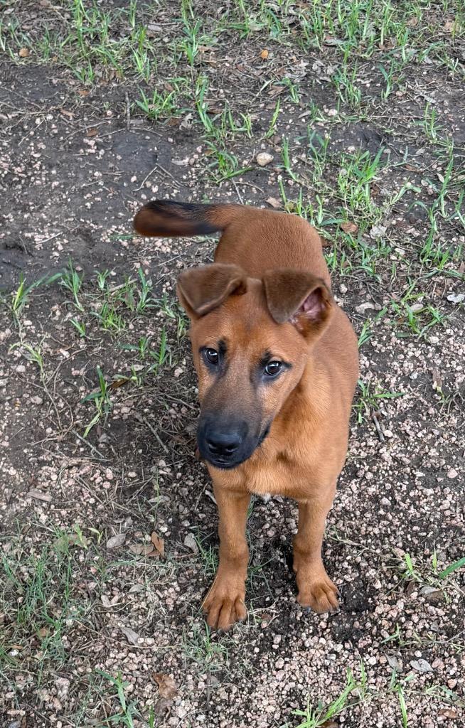 Flip, Adoptable, Puppy Male Black Mouth Cur.