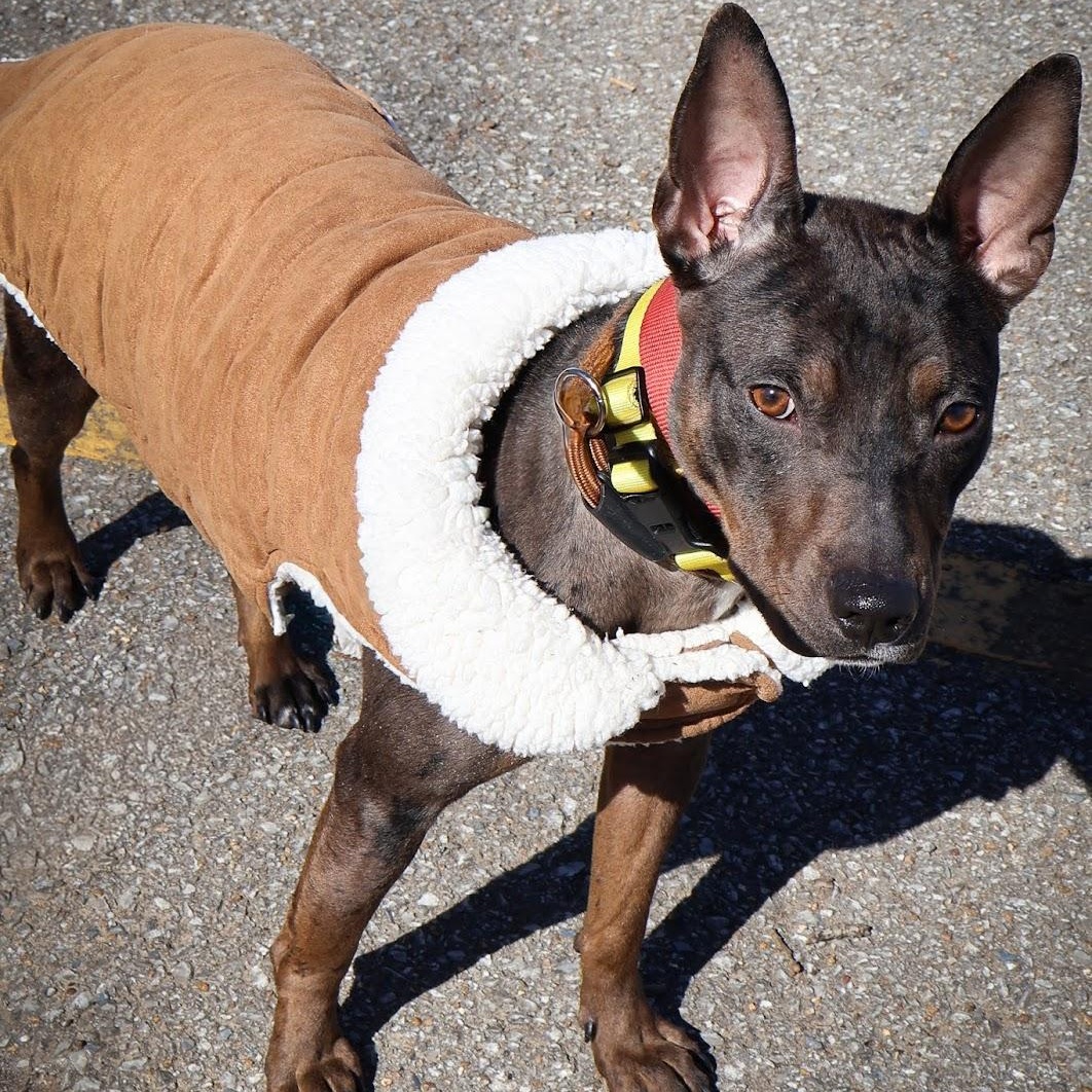Hinnie, adoptable, Young Female Catahoula Leopard Dog.