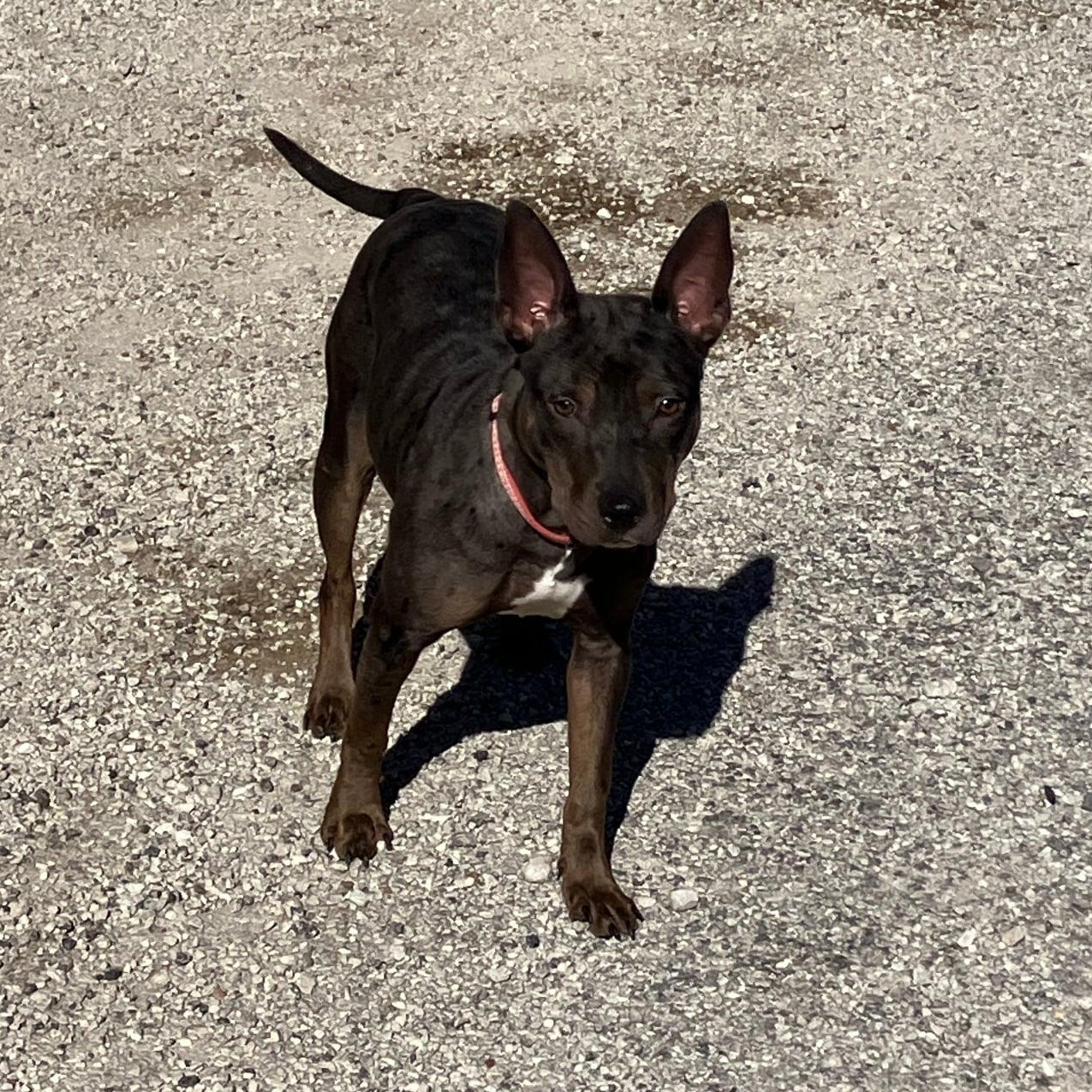 Enlarge Hinnie, a Adoptable Catahoula Leopard Dog in Hollister, MO image 3/5
