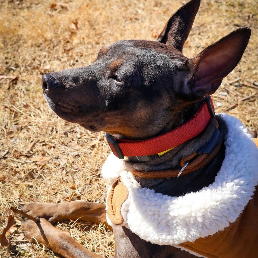 Enlarge Hinnie, an adoptable Catahoula Leopard Dog in Hollister, MO image 2/6