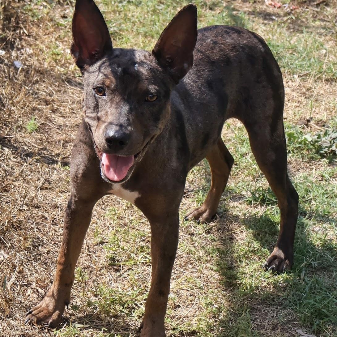 Enlarge Hinnie, a Adoptable Catahoula Leopard Dog in Hollister, MO image 4/5