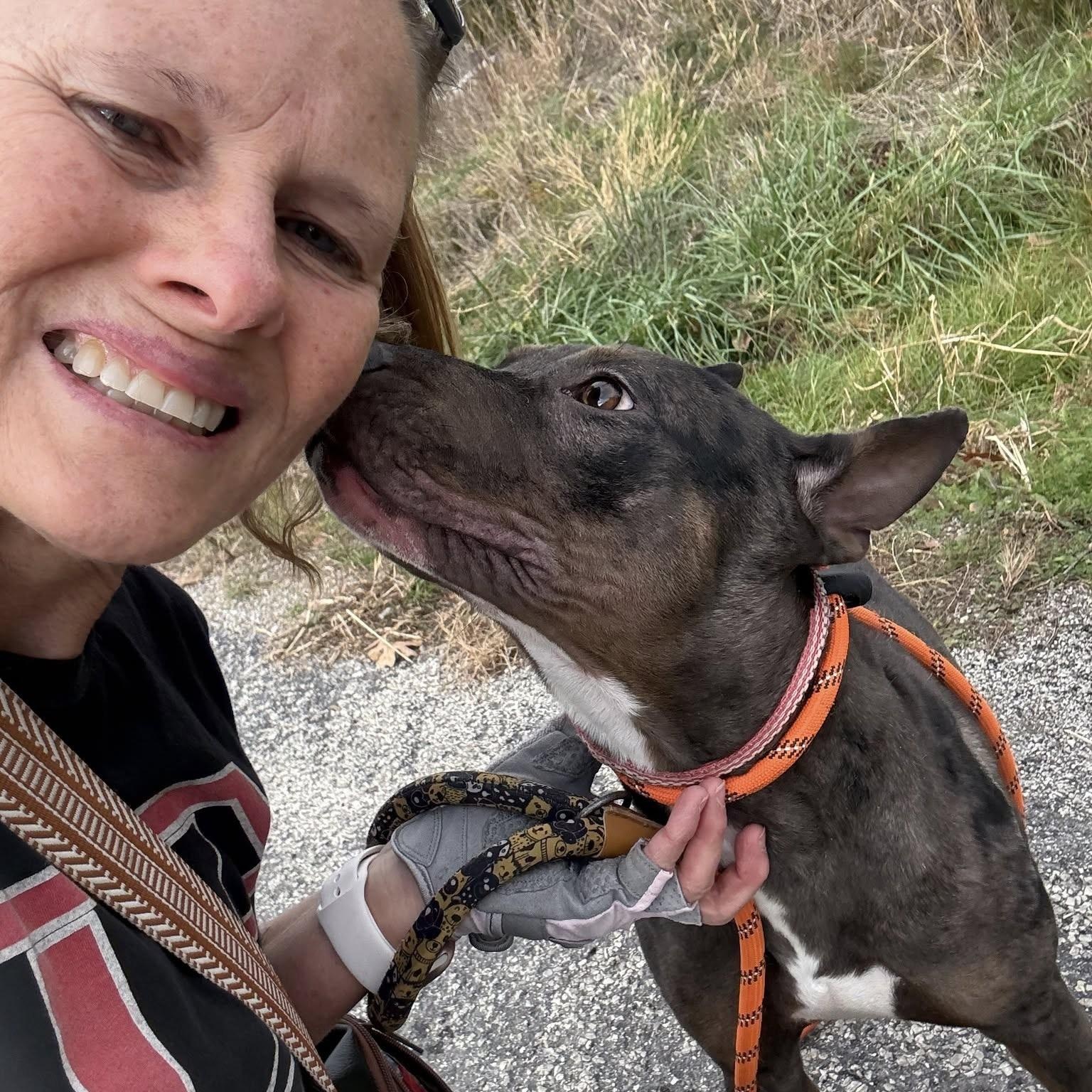 Enlarge Hinnie, a Adoptable Catahoula Leopard Dog in Hollister, MO image 2/5