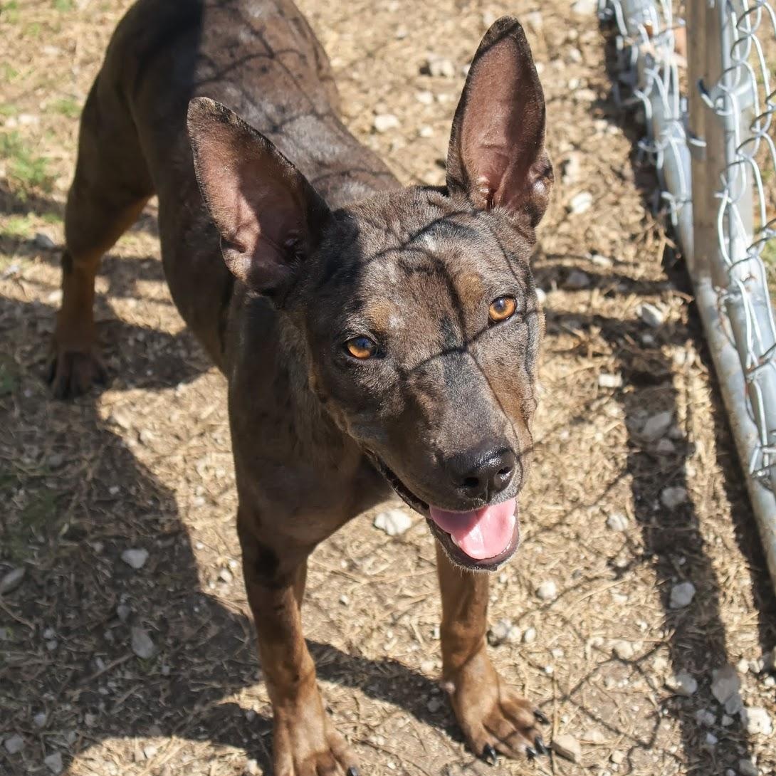 Enlarge Hinnie, a Adoptable Catahoula Leopard Dog in Hollister, MO image 5/5