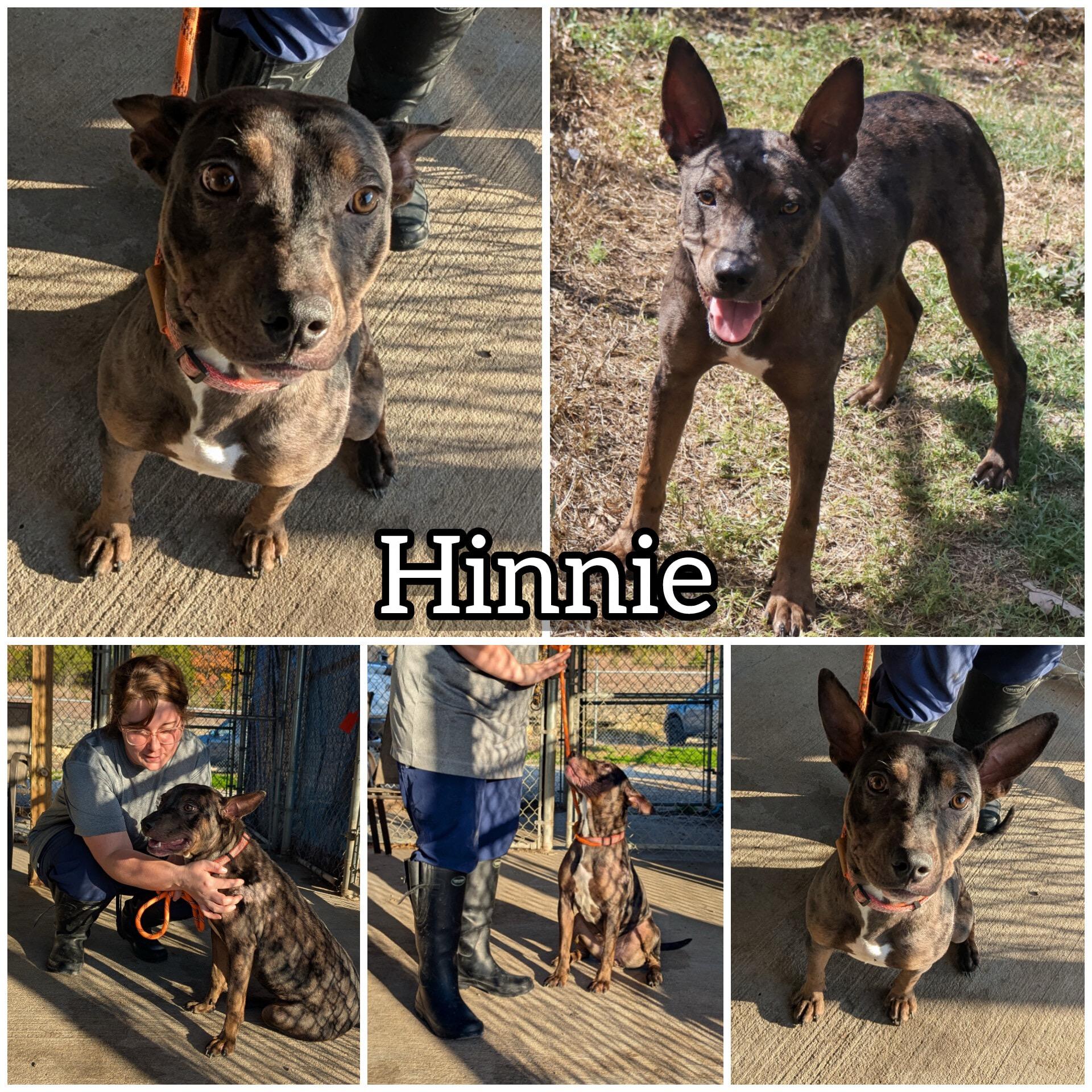 Enlarge Hinnie, a Adoptable Catahoula Leopard Dog in Hollister, MO image 1/5