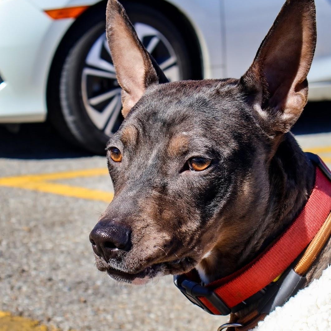 Enlarge Hinnie, an adoptable Catahoula Leopard Dog in Hollister, MO image 3/6