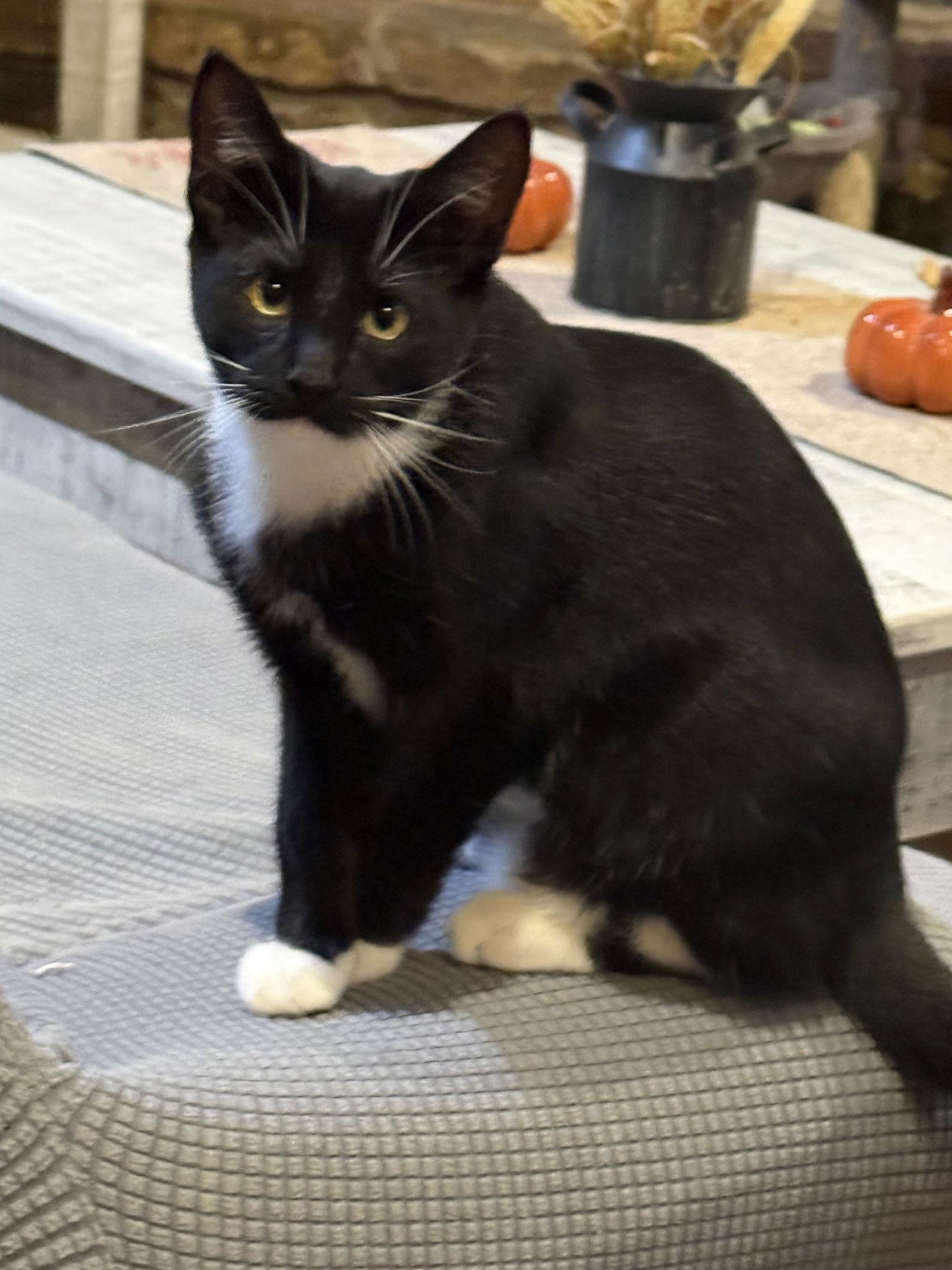 Enlarge Max, a Adopted Domestic Short Hair in Mesquite, TX image 2/3