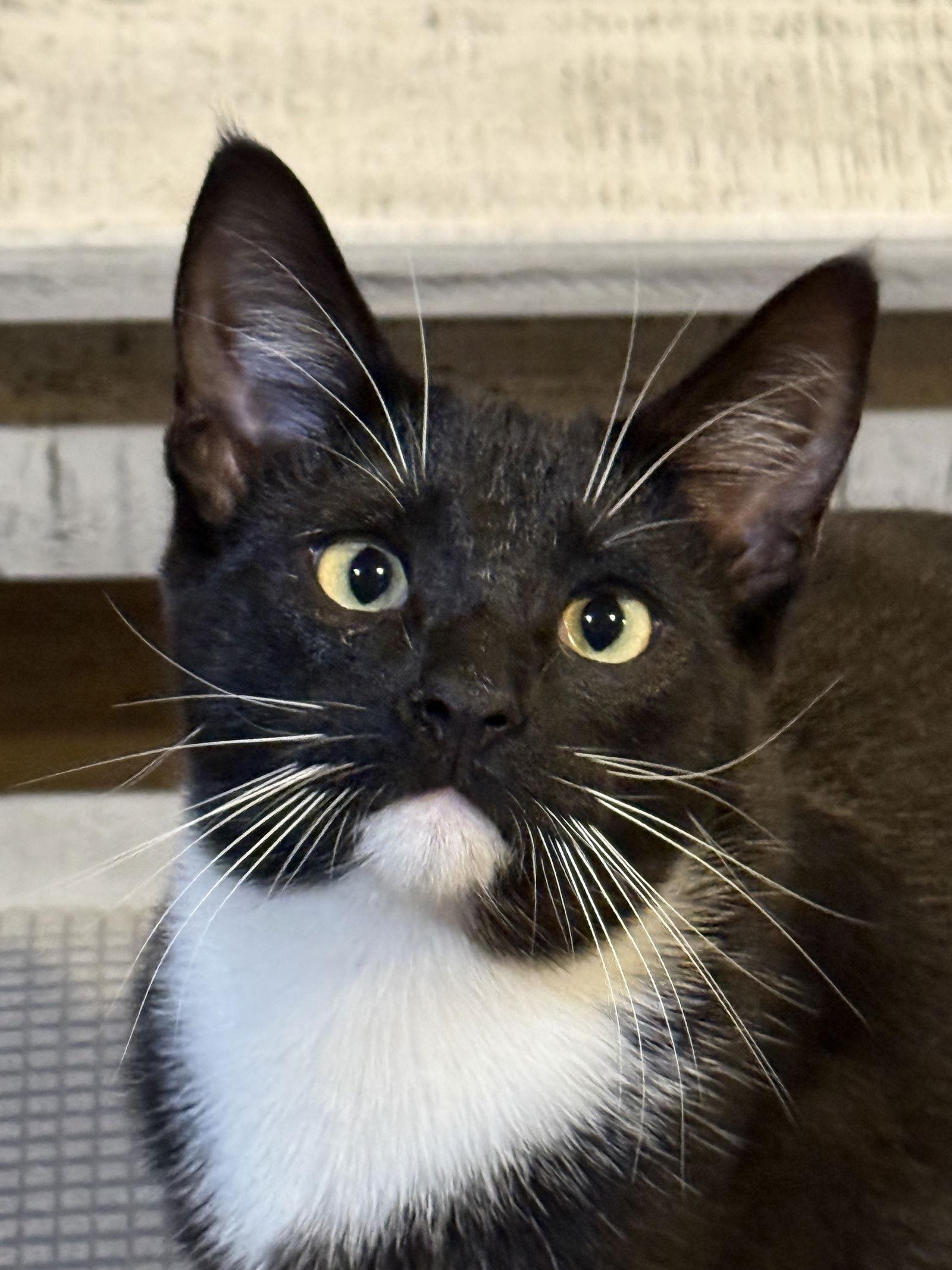 Enlarge Max, a Adopted Domestic Short Hair in Mesquite, TX image 3/3