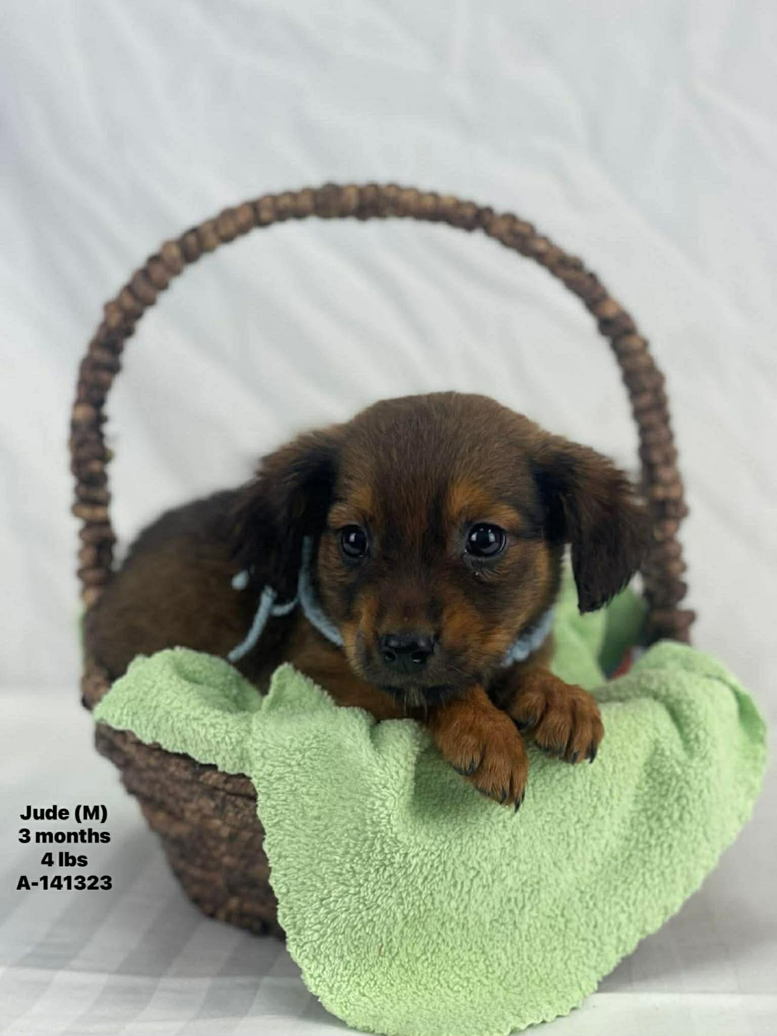 Enlarge Jude the mixed breed puppy, a Adoptable mixed breed in Muskego, WI image 1/1