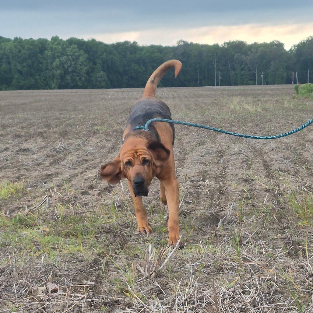 Maisie, a Adoptable Bloodhound in Chesapeake, VA image 1/4