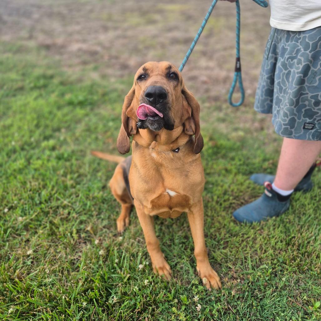 Maisie, a Adoptable Bloodhound in Chesapeake, VA image 2/4