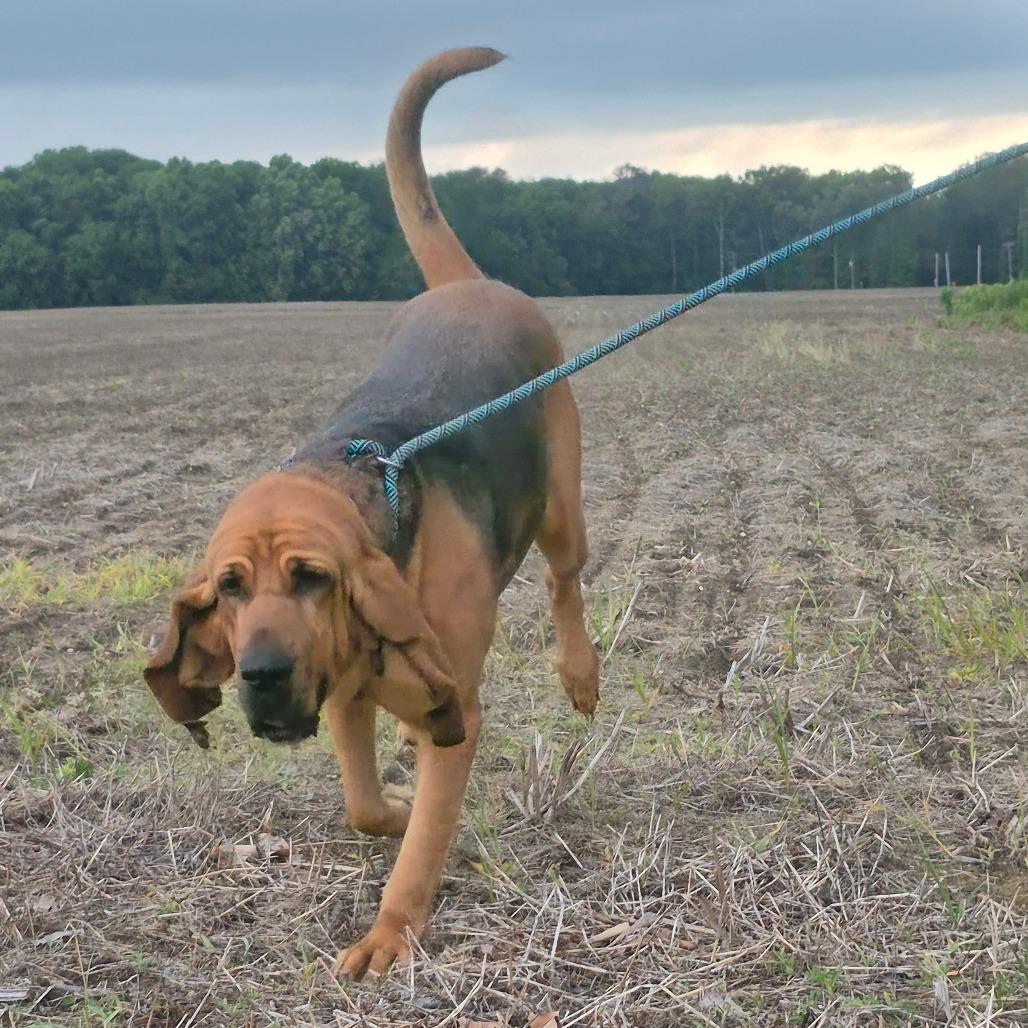 Maisie, a Adoptable Bloodhound in Chesapeake, VA image 3/4