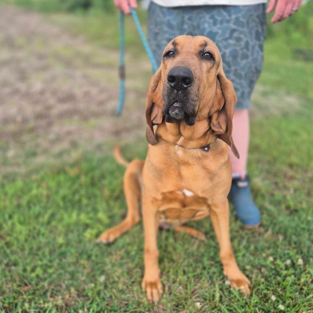 Maisie, a Adoptable Bloodhound in Chesapeake, VA image 4/4