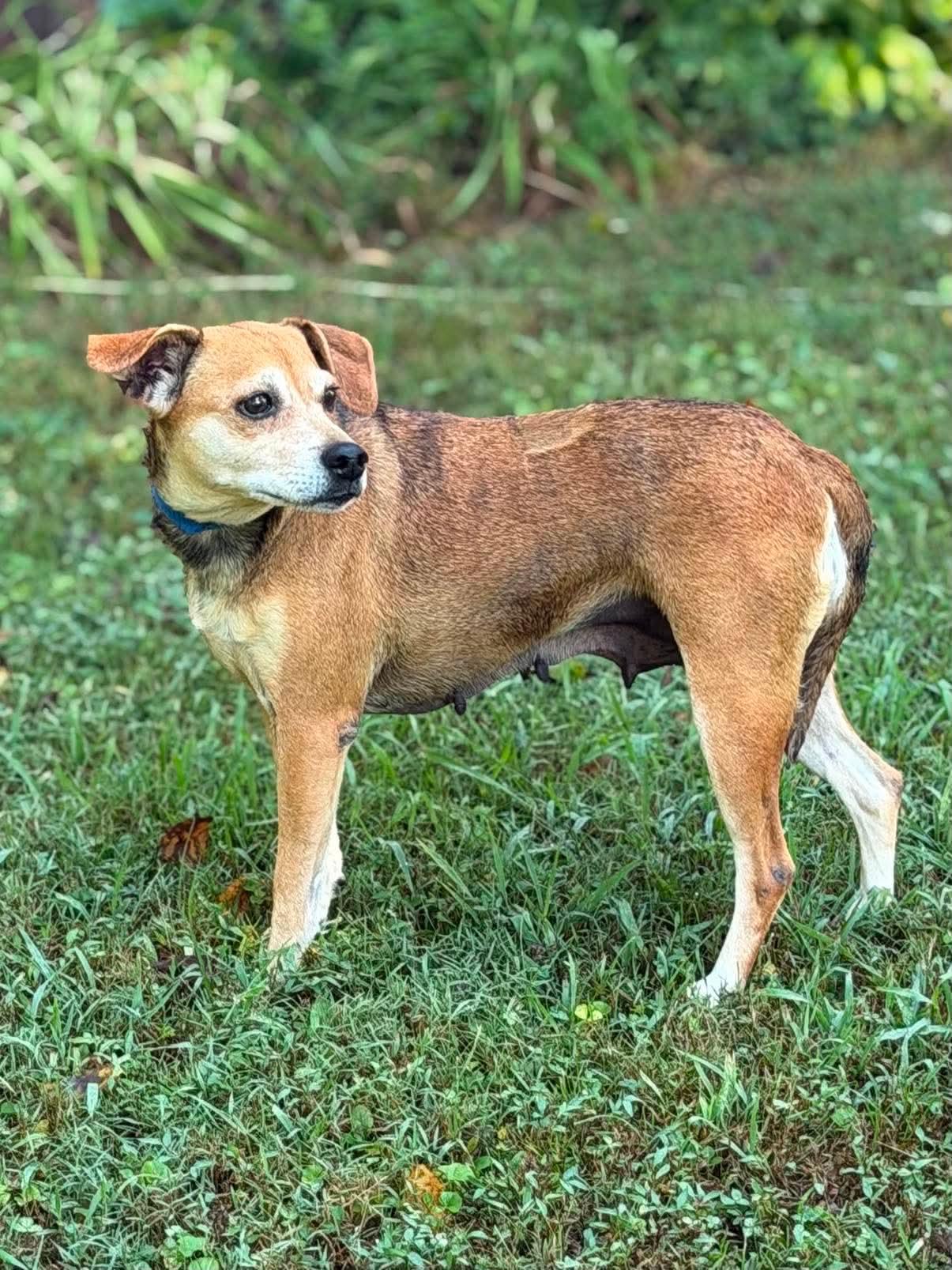 Enlarge Missy, a Adoptable Mixed Breed in Rochester , NY image 6/6