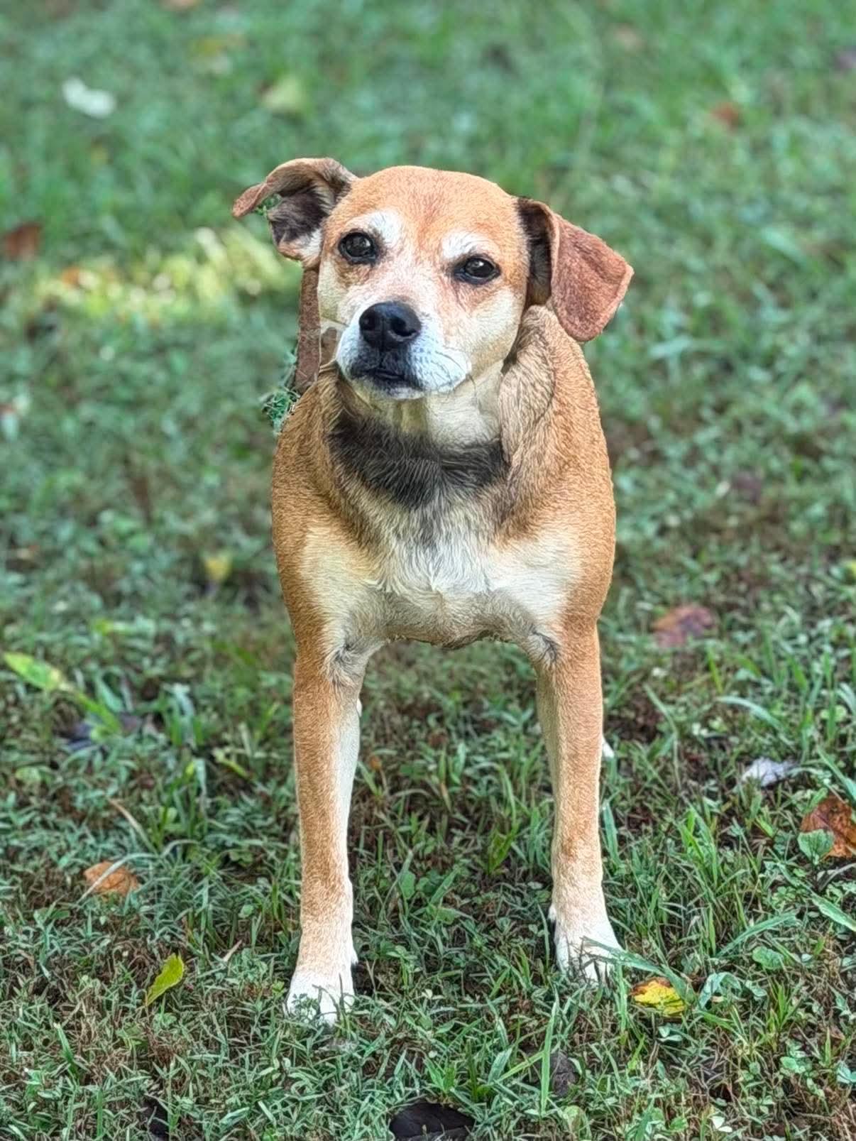 Enlarge Missy, a Adoptable Mixed Breed in Rochester , NY image 4/6