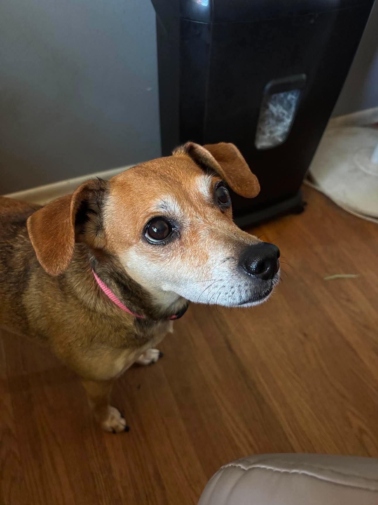 Enlarge Missy, a Adoptable Mixed Breed in Rochester , NY image 5/6