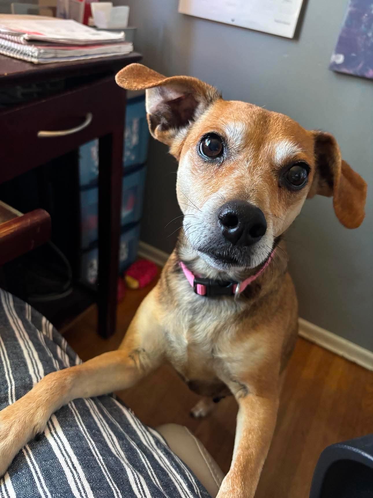 Enlarge Missy, a Adoptable Mixed Breed in Rochester , NY image 2/6