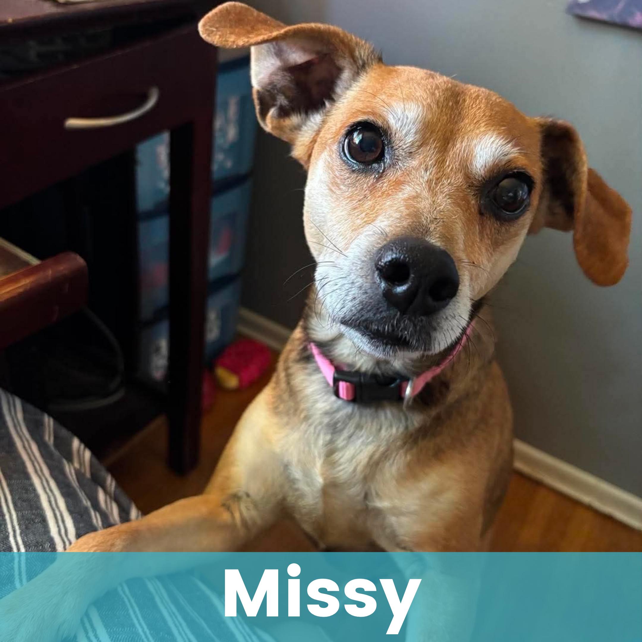 Missy, Adoptable, Senior Female Mixed Breed.