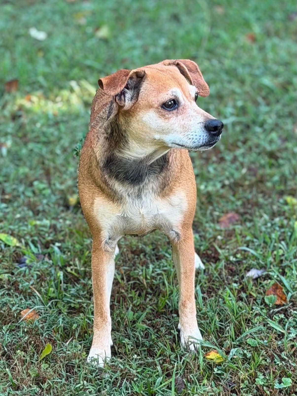 Enlarge Missy, a Adoptable Mixed Breed in Rochester , NY image 3/6