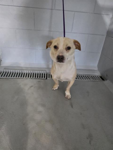 A1264007, Adoptable, Young Female Cardigan Welsh Corgi & Mixed Breed.