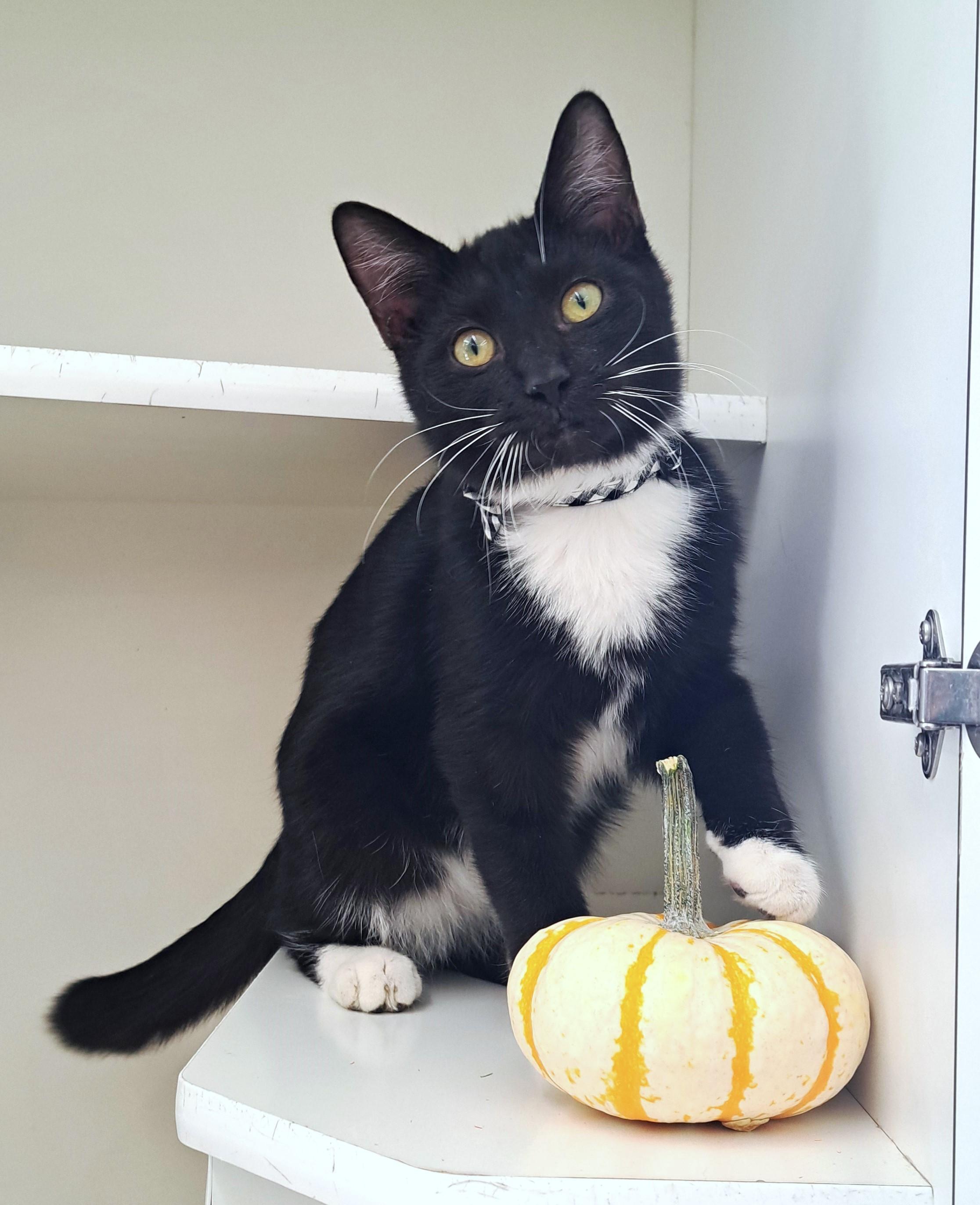 Enlarge Brady, a Adoptable Tuxedo in New Albany, OH image 1/6