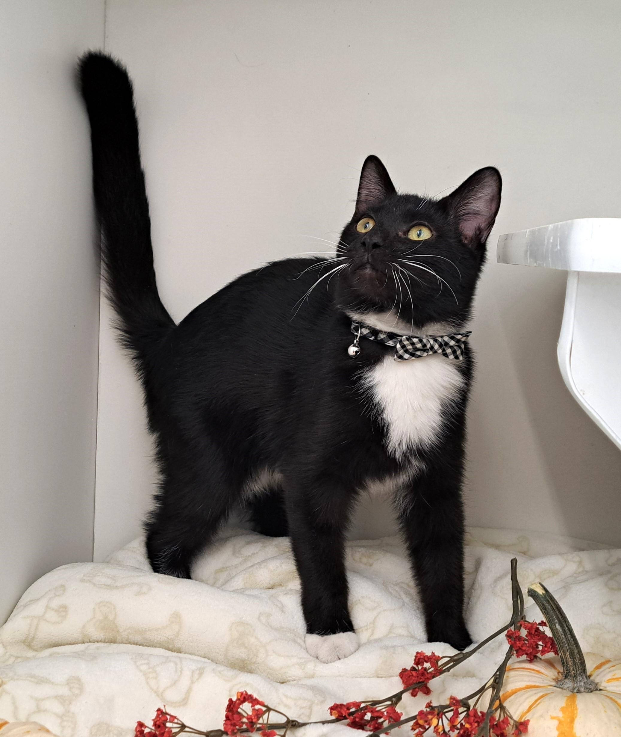 Enlarge Brady, a Adoptable Tuxedo in New Albany, OH image 5/6