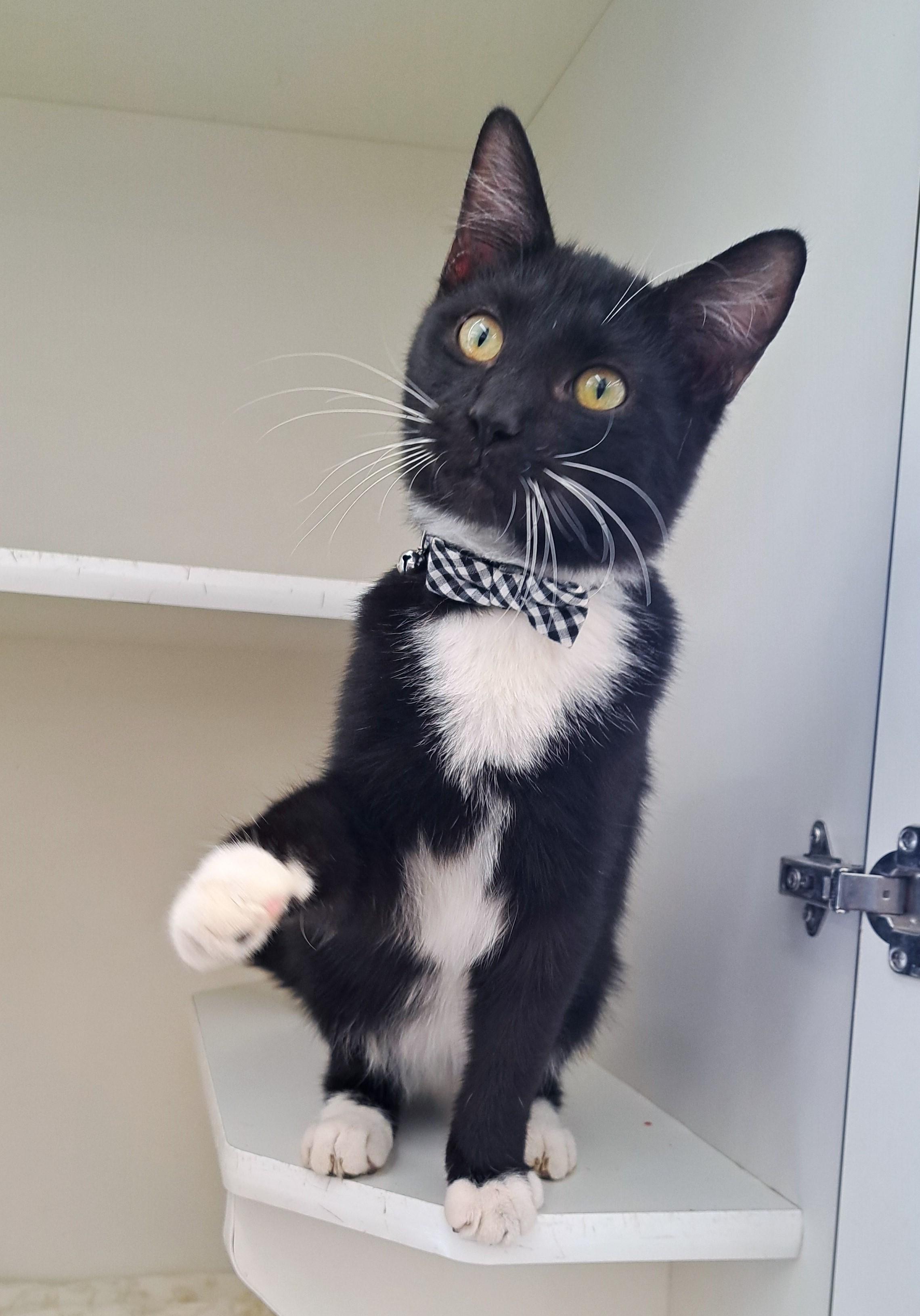 Enlarge Brady, a Adoptable Tuxedo in New Albany, OH image 4/6